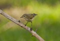 Common chiffchaff (Phylloscopus collybita) Royalty Free Stock Photo