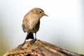 The common chiffchaff Phylloscopus collybita Royalty Free Stock Photo