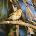 Common Chiffchaff Phylloscopus collybita