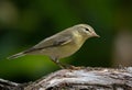 Common Chiffchaff Phylloscopus collybita Royalty Free Stock Photo