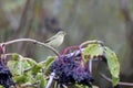 The common chiffchaff Phylloscopus collybita Royalty Free Stock Photo