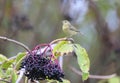 The common chiffchaff Phylloscopus collybita Royalty Free Stock Photo