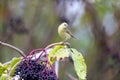 The common chiffchaff Phylloscopus collybita Royalty Free Stock Photo