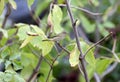 The common chiffchaff Phylloscopus collybita Royalty Free Stock Photo