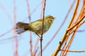 Common Chiffchaff - Phylloscopus collybita in full song. Royalty Free Stock Photo