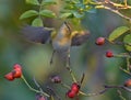 Common chiffchaff hover in flight with spreaded wings in search for insect food deep in dense rose bush