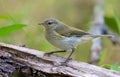 Common chiffchaff Phylloscopus collybita looking curiously on dry tree stump in spring time Royalty Free Stock Photo