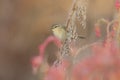 common chiffchaff (Phylloscopus collybita) Royalty Free Stock Photo