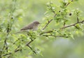 A common chiffchaff Phylloscopus collybita perched on a branch .With a beautiful light green coloured background with leafs and Royalty Free Stock Photo