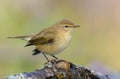 Common Chiffchaff posing curiously on lichen covered tree stump in autumn season Royalty Free Stock Photo