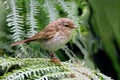 Common Chiffchaff - Phylloscopus collybita searching for food. Royalty Free Stock Photo