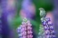 Common Chiffchaff, Phylloscopus collybita, singing on the beautiful violet Lupinus flower in the nature meadow habitat. Wildlife Royalty Free Stock Photo