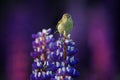 Common Chiffchaff, Phylloscopus collybita, singing on the beautiful violet Lupinus flower in the nature meadow habitat. Wildlife Royalty Free Stock Photo