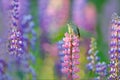 Common Chiffchaff, Phylloscopus collybita, singing on the beautiful violet Lupinus flower in the nature meadow habitat. Wildlife Royalty Free Stock Photo