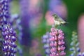 Common Chiffchaff, Phylloscopus collybita, singing on the beautiful violet Lupinus flower in the nature meadow habitat. Wildlife Royalty Free Stock Photo