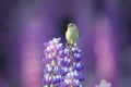 Common Chiffchaff, Phylloscopus collybita, singing singing in the beautiful violet Lupinus flower. Bird in the nature meadow habit