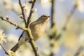 Common chiffchaff Phylloscopus collybita