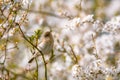 The common chiffchaff Phylloscopus collybita sitting on a branch of a spring flowering cherry tree Royalty Free Stock Photo