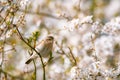 The common chiffchaff Phylloscopus collybita sitting on a branch of a spring flowering cherry tree. Royalty Free Stock Photo