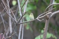 The common chiffchaff Phylloscopus collybita Royalty Free Stock Photo