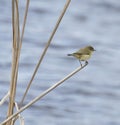 Common Chiffchaff on a reed branch Royalty Free Stock Photo