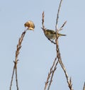 Common Chiffchaff on top of a Poplar tree Royalty Free Stock Photo