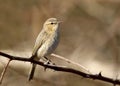 Common chiffchaff Royalty Free Stock Photo