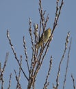 Common Chiffchaff on sprouting branches Royalty Free Stock Photo