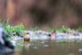 Common chiffchaff Royalty Free Stock Photo