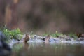 Common chiffchaff Royalty Free Stock Photo