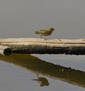 Common Chiffchaff taking off from a log Royalty Free Stock Photo