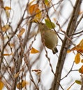 Common Chiffchaff on top of a Poplar tree Royalty Free Stock Photo