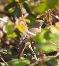 Common Chiffchaff under cover Royalty Free Stock Photo