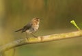 Common chiffchaff (Phylloscopus collybita) Royalty Free Stock Photo