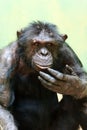 Common Chimp