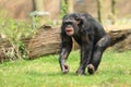 Common chimpanzee