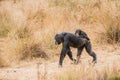 Common chimpanzee with a baby chimpanzee Royalty Free Stock Photo