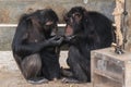 Common chimpanzee with a baby chimpanzee and an old one Royalty Free Stock Photo