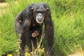 Common chimpanzee