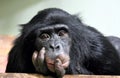 Chimp chimpanzee pan troglodyte stock photo Royalty Free Stock Photo