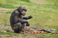 Common chimpanzee Pan troglodytes Royalty Free Stock Photo