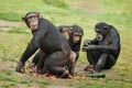 Common chimpanzee Pan troglodytes