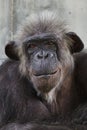 Common chimpanzee Pan troglodytes Royalty Free Stock Photo