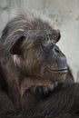 Common chimpanzee Pan troglodytes Royalty Free Stock Photo