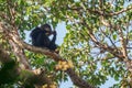 Common Chimpanzee - Pan troglodytes