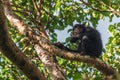 Common Chimpanzee - Pan troglodytes