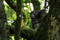 Common Chimpanzee - Pan troglodytes