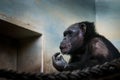 Common chimpanzee, Pan troglodytes Portrait of big iconic mammal kept in ZOO.Moving portrait of sad ape. Royalty Free Stock Photo