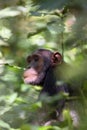 The common chimpanzee Pan troglodytes or robust chimpanzee sitting on the forest in thickets.Portrait of a chimpanzee in dense