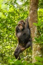 Common Chimpanzee  Pan troglodytes schweinfurtii climbing a tree, Kibale Forest National Park, Rwenzori Mountains, Uganda. Royalty Free Stock Photo